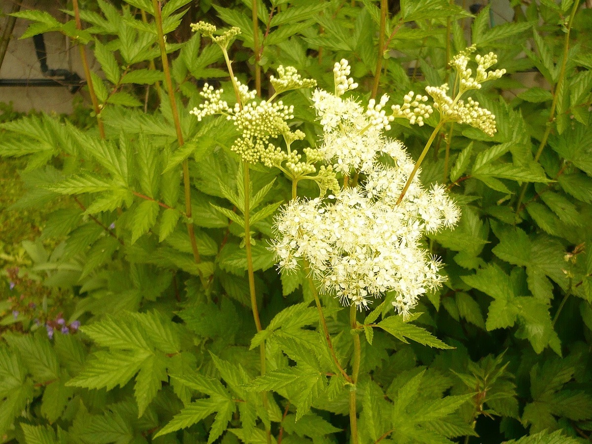 Filipendula ulmaria subsp. denudata (Rosaceae)